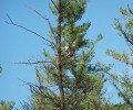 hawk