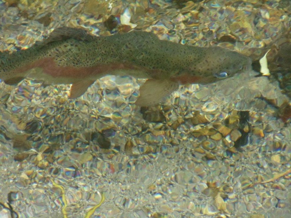 DSC00345.jpg - This is about a sixteen inch rainbow trout !! It’s in the stream right at our back door!!