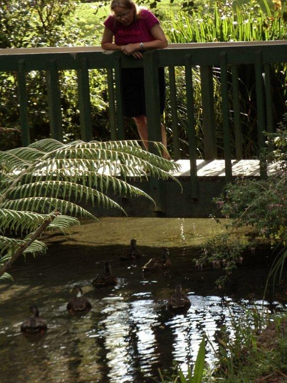 DSC00351.jpg - My wife Kathy, playing the part of the pied piper of ducks!