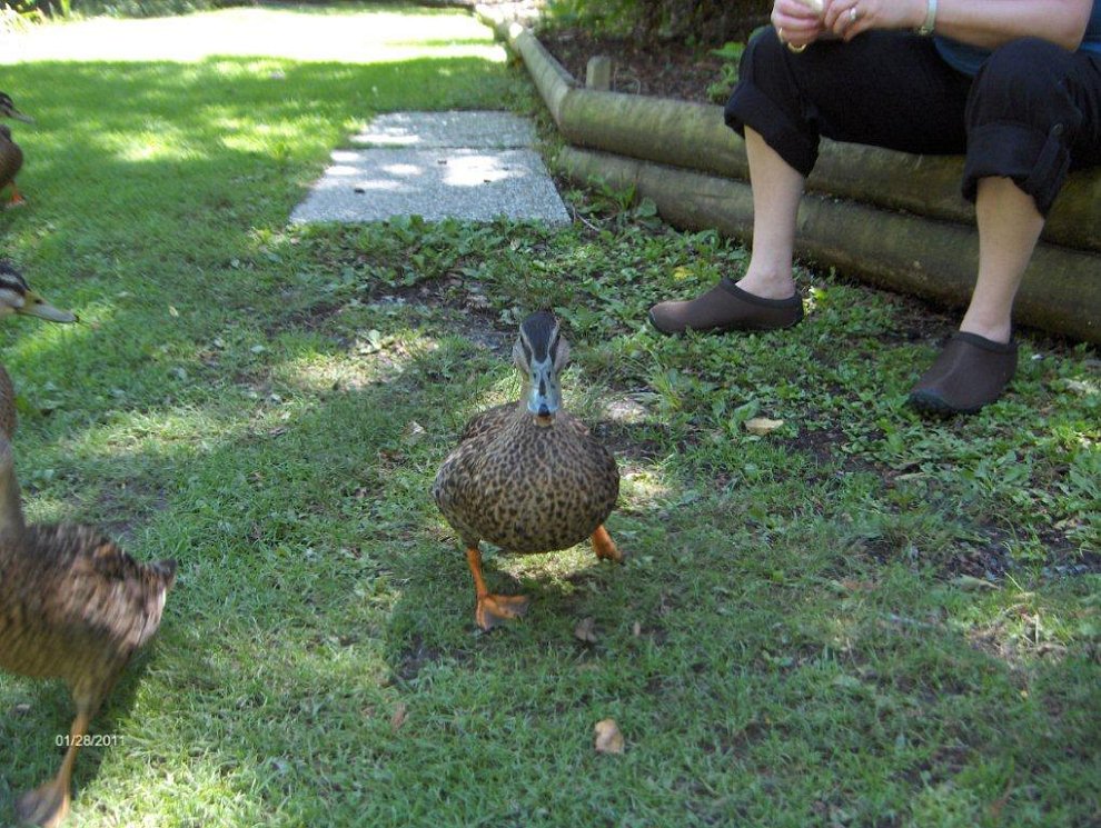 HPIM3235.jpg - Beware of New Zealand attach ducks.....they are not camera shy !!!